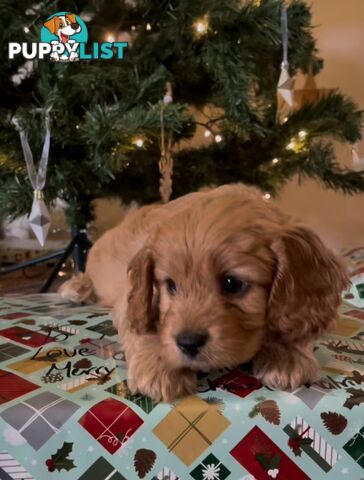 Cavoodle puppies Gen 1 country bred