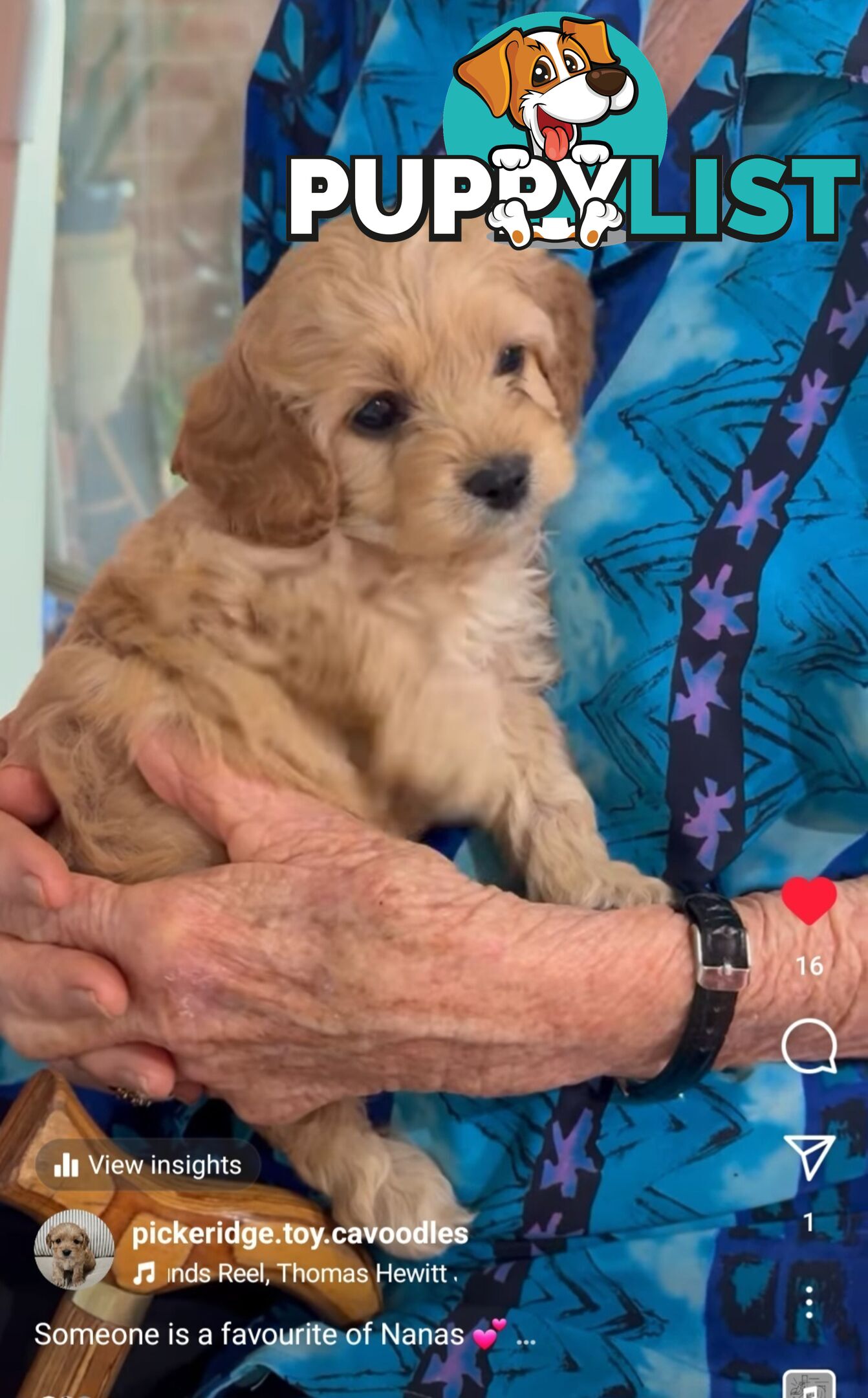 Cavoodle puppies Gen 1 country bred