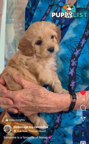 Cavoodle puppies Gen 1 country bred