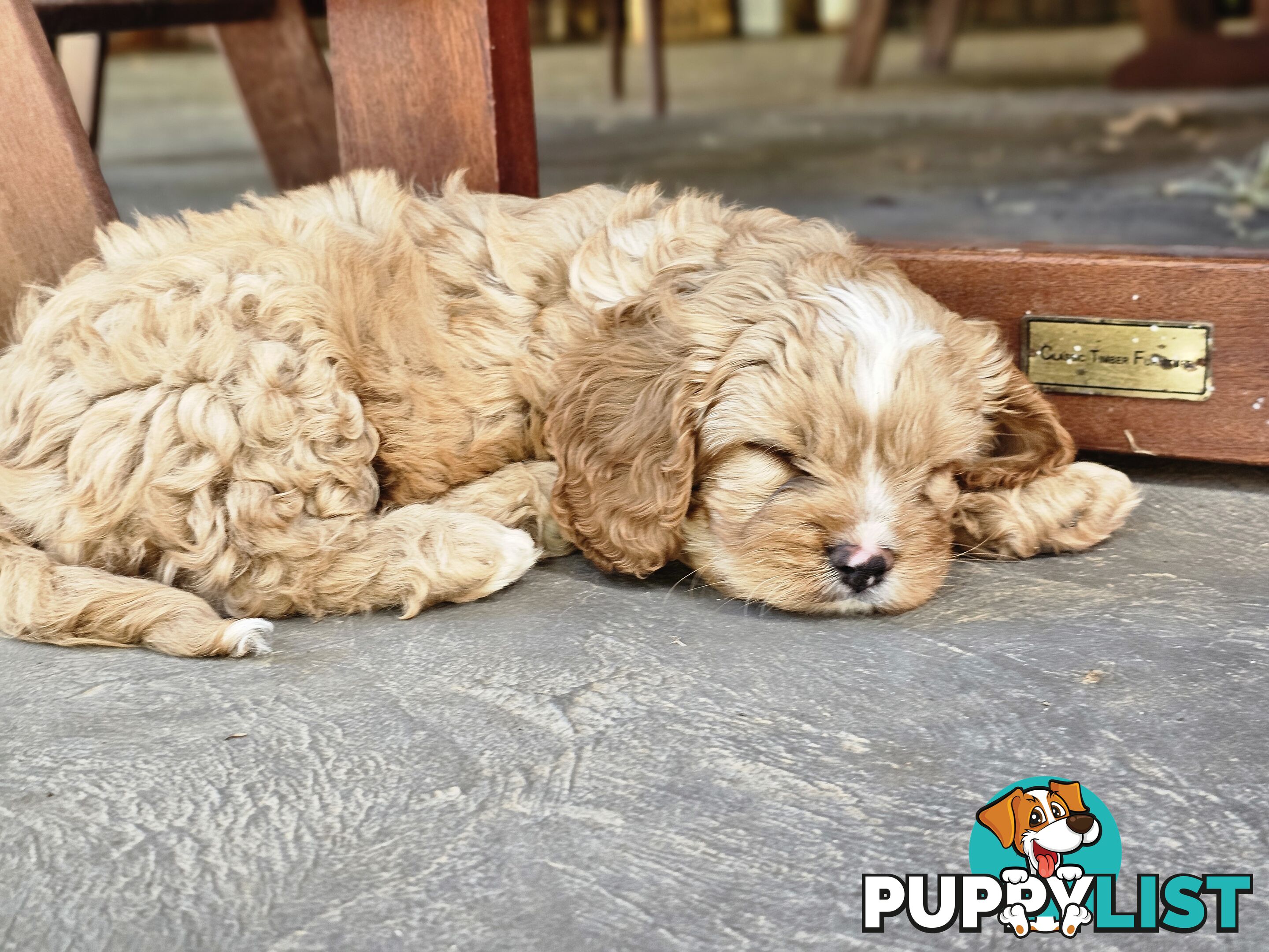 Cavoodle puppies Gen 1 country bred