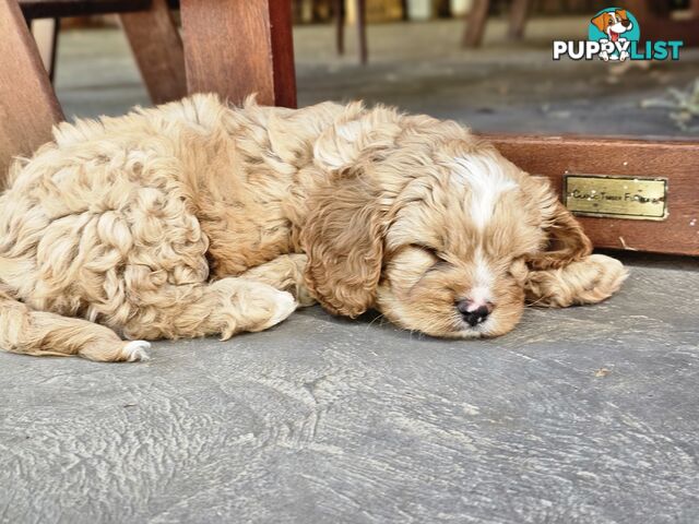 Cavoodle puppies Gen 1 country bred