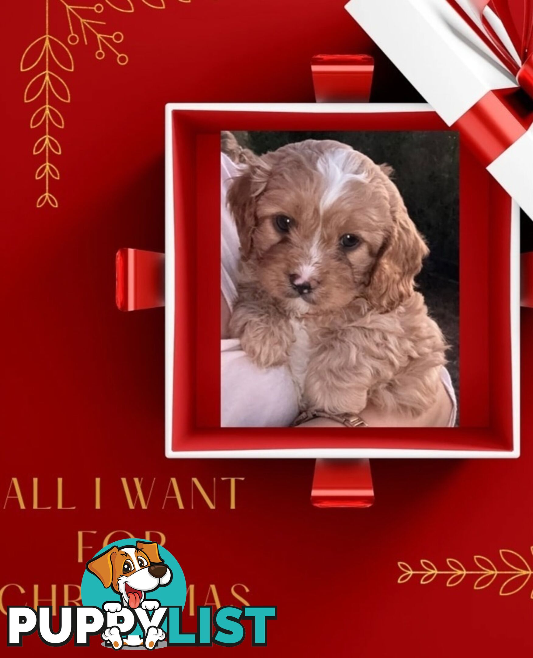 Cavoodle puppies Gen 1 country bred