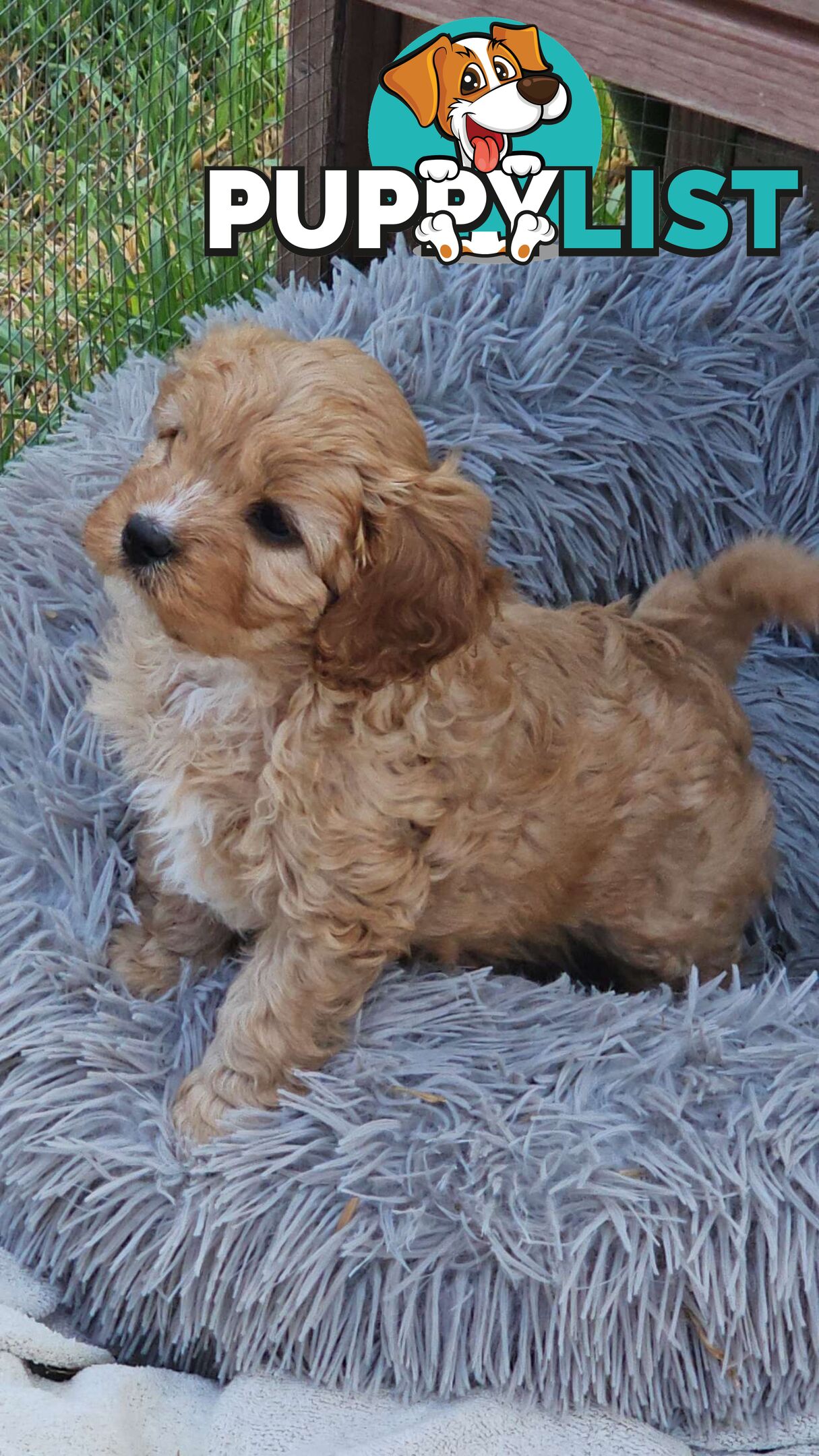 Cavoodle puppies Gen 1 country bred