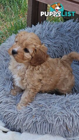 Cavoodle puppies Gen 1 country bred