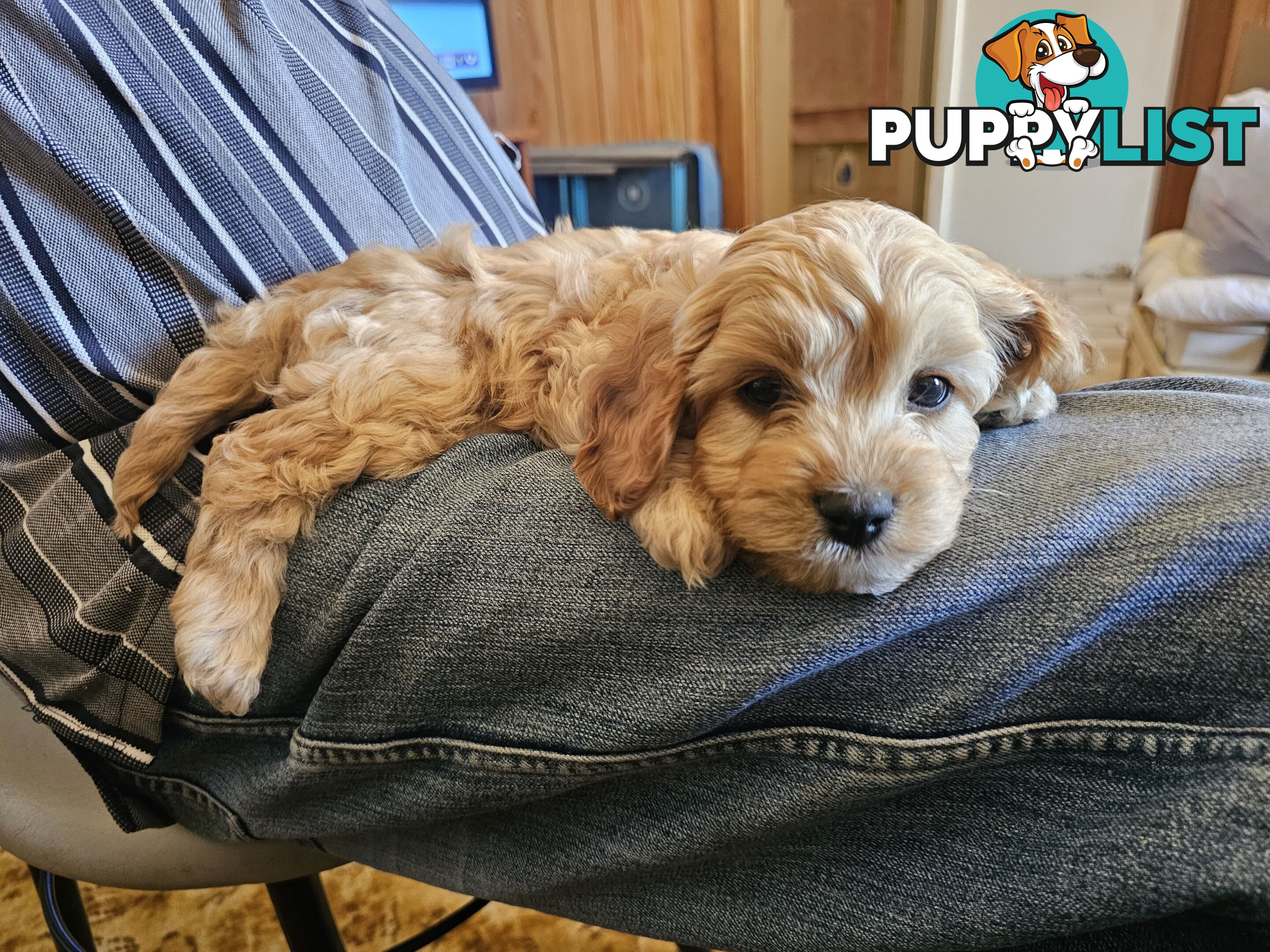 Cavoodle puppies Gen 1 country bred