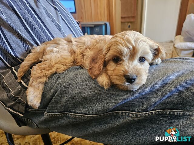 Cavoodle puppies Gen 1 country bred