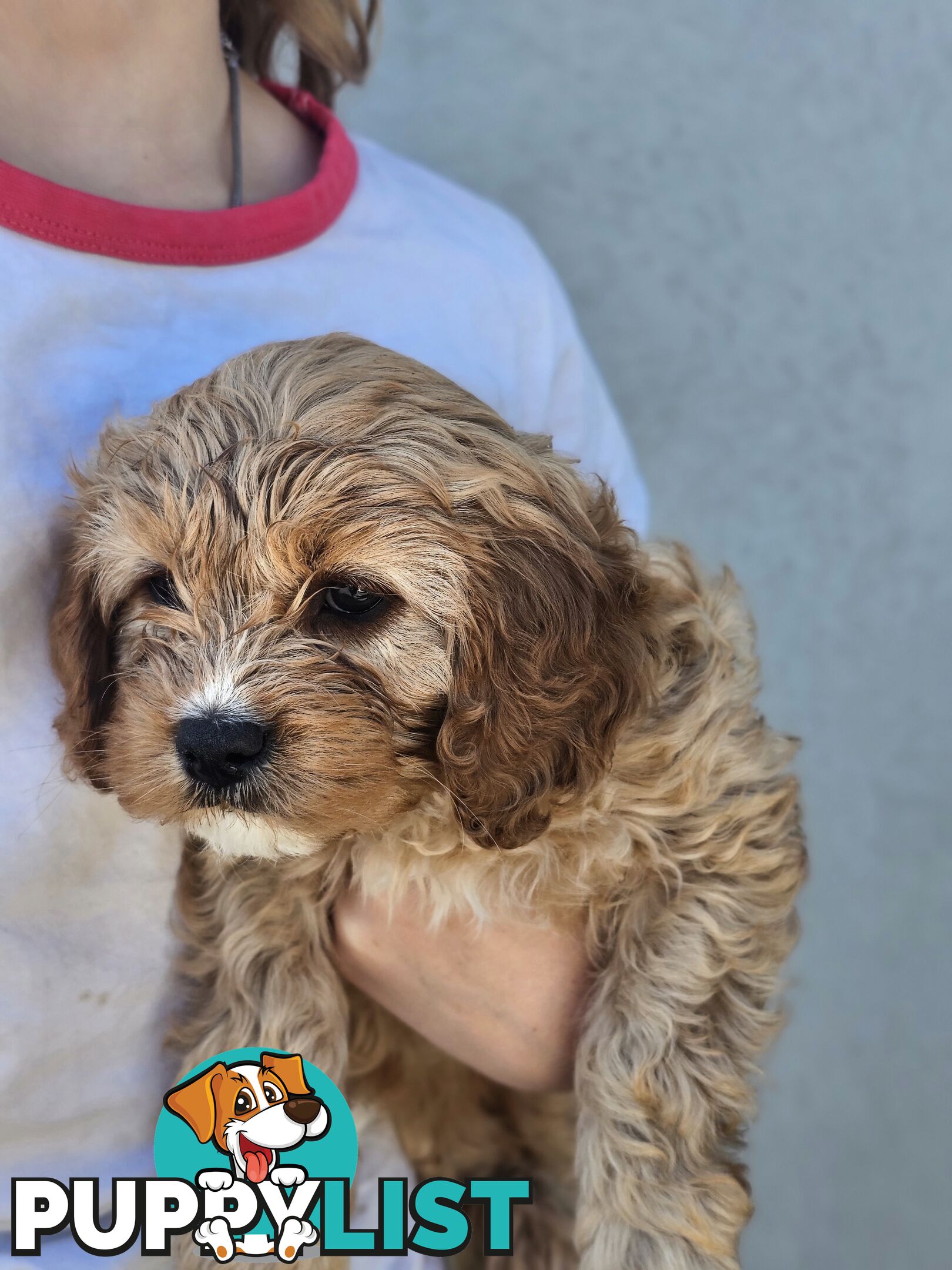 Cavoodle puppies Gen 1 country bred