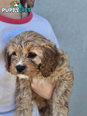 Cavoodle puppies Gen 1 country bred