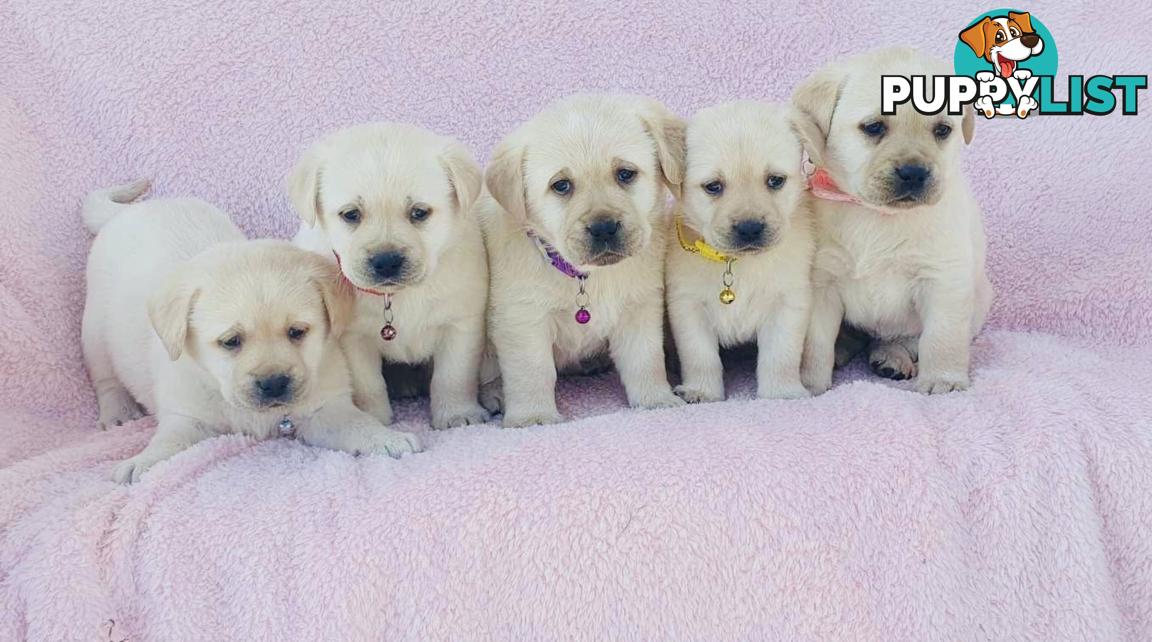 Labrador Puppies - DOGSNSW Registered - Health / Temperament Tested
