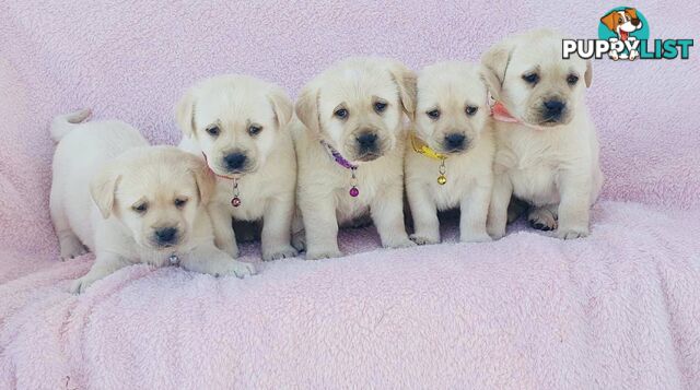 Labrador Puppies - DOGSNSW Registered - Health / Temperament Tested