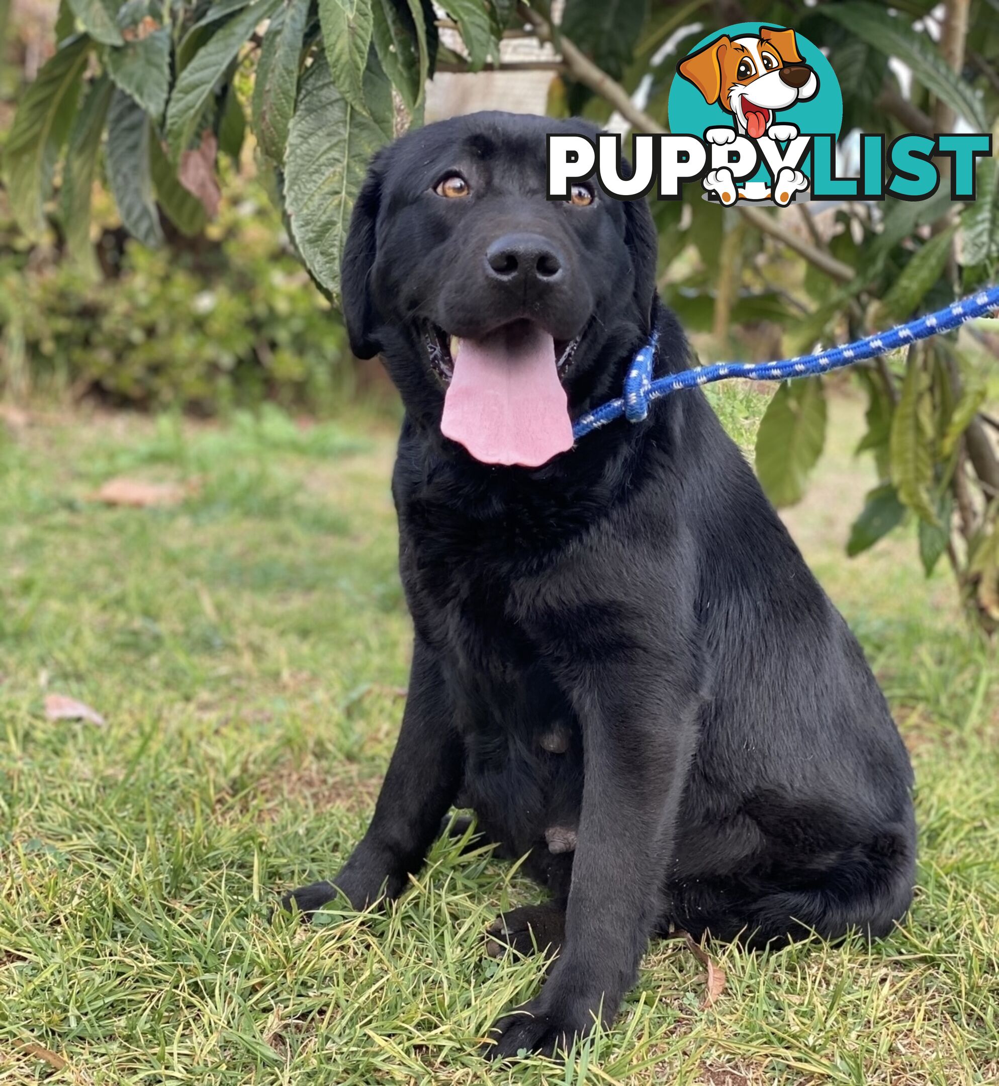Labrador Puppies - DOGSNSW Registered - Health / Temperament Tested