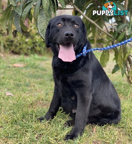 Labrador Puppies - DOGSNSW Registered - Health / Temperament Tested