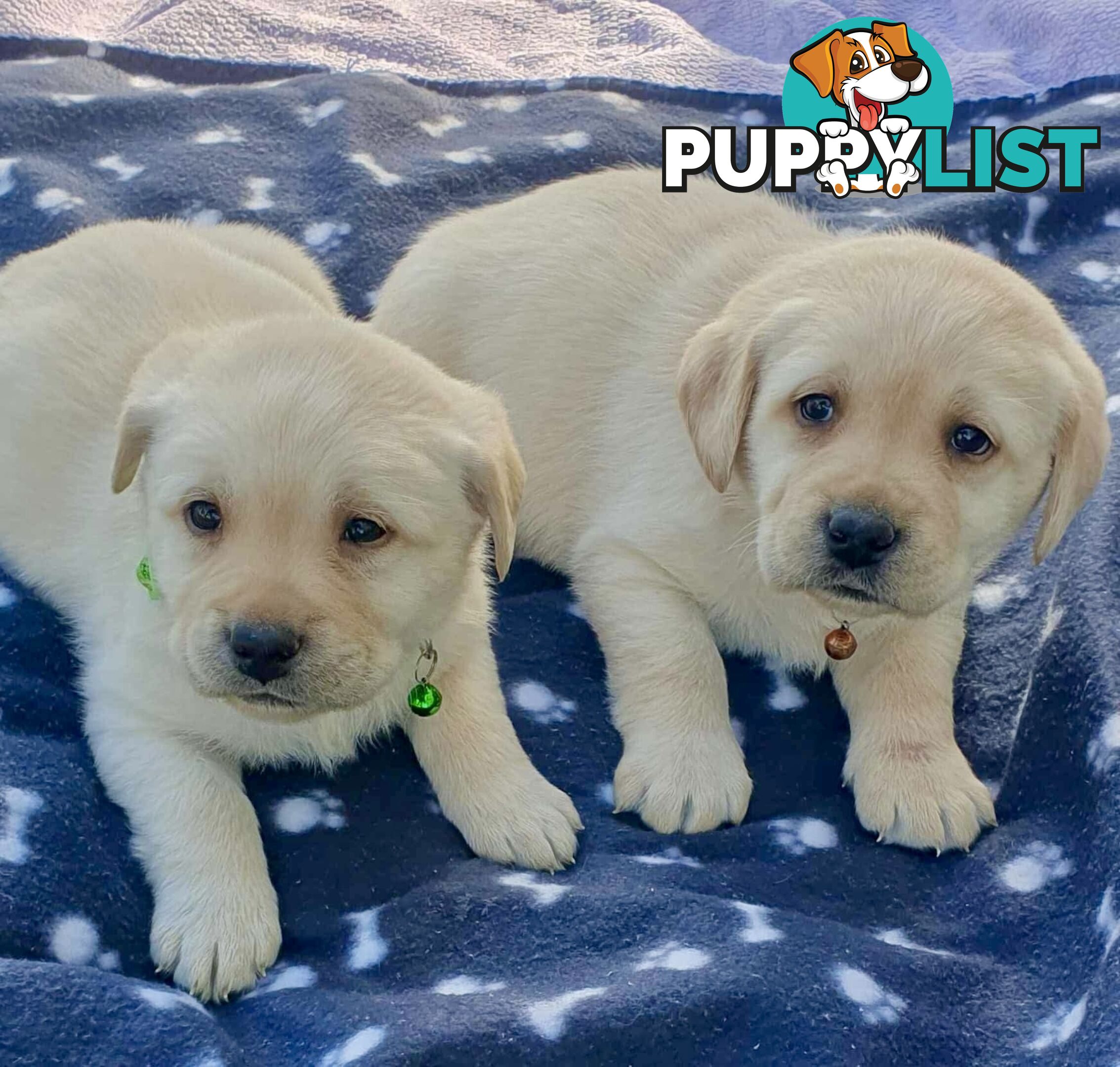 Labrador Puppies - DOGSNSW Registered - Health / Temperament Tested