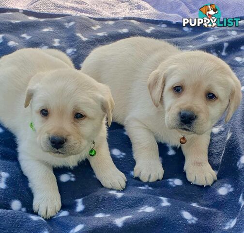 Labrador Puppies - DOGSNSW Registered - Health / Temperament Tested
