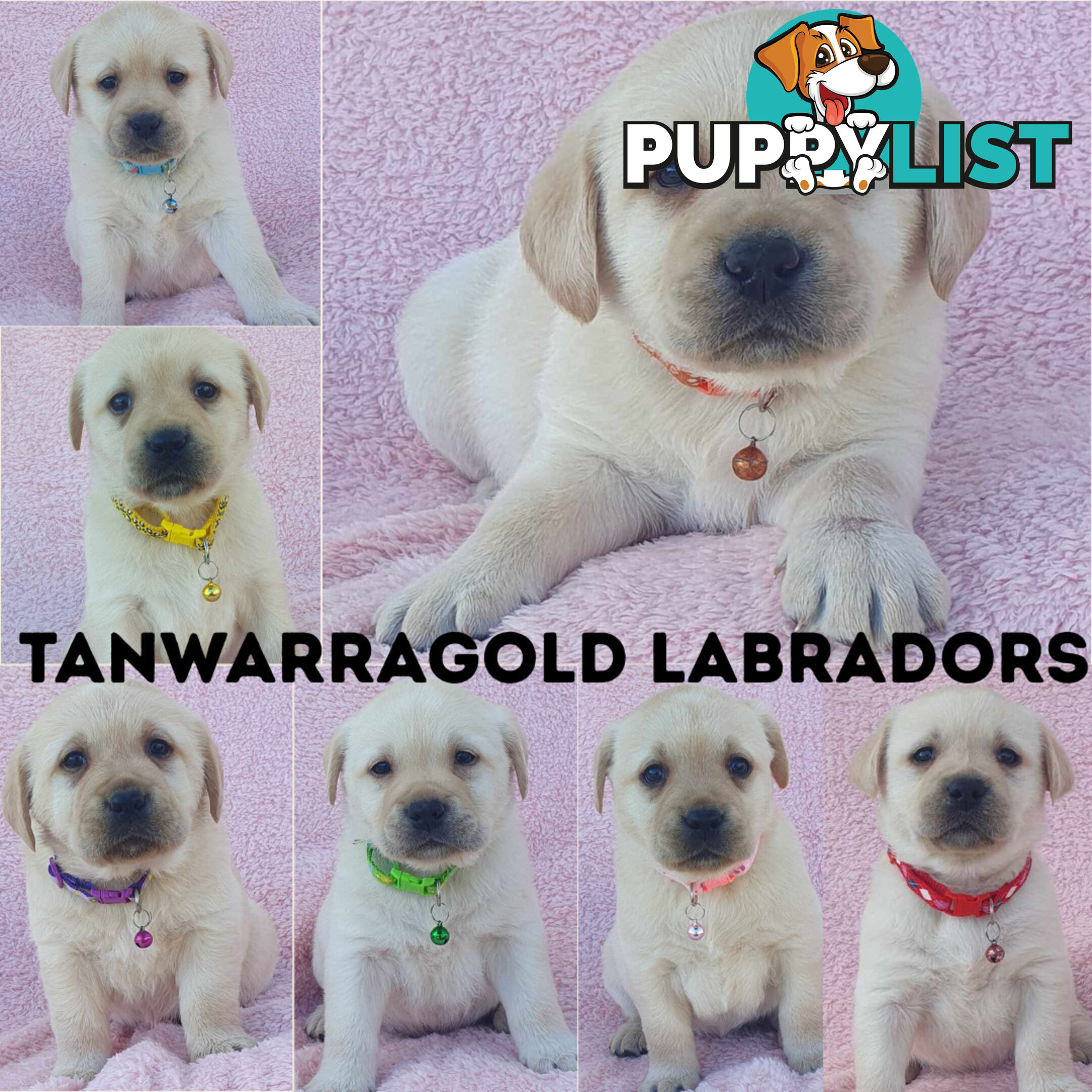 Labrador Puppies - DOGSNSW Registered - Health / Temperament Tested