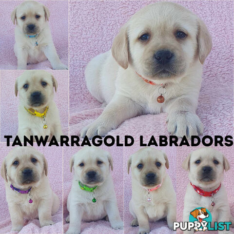 Labrador Puppies - DOGSNSW Registered - Health / Temperament Tested