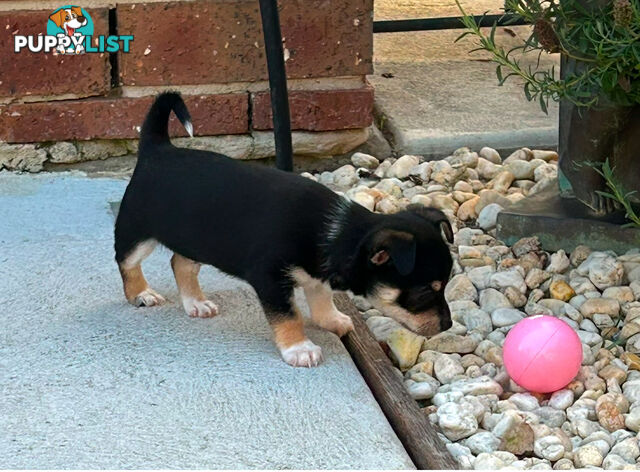 Beautiful purebred chihuahua puppies