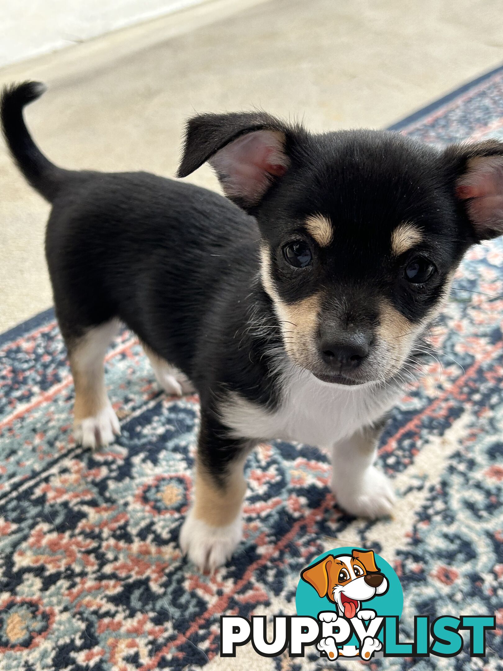 Beautiful purebred chihuahua puppies