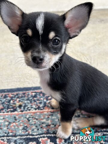 Beautiful purebred chihuahua puppies