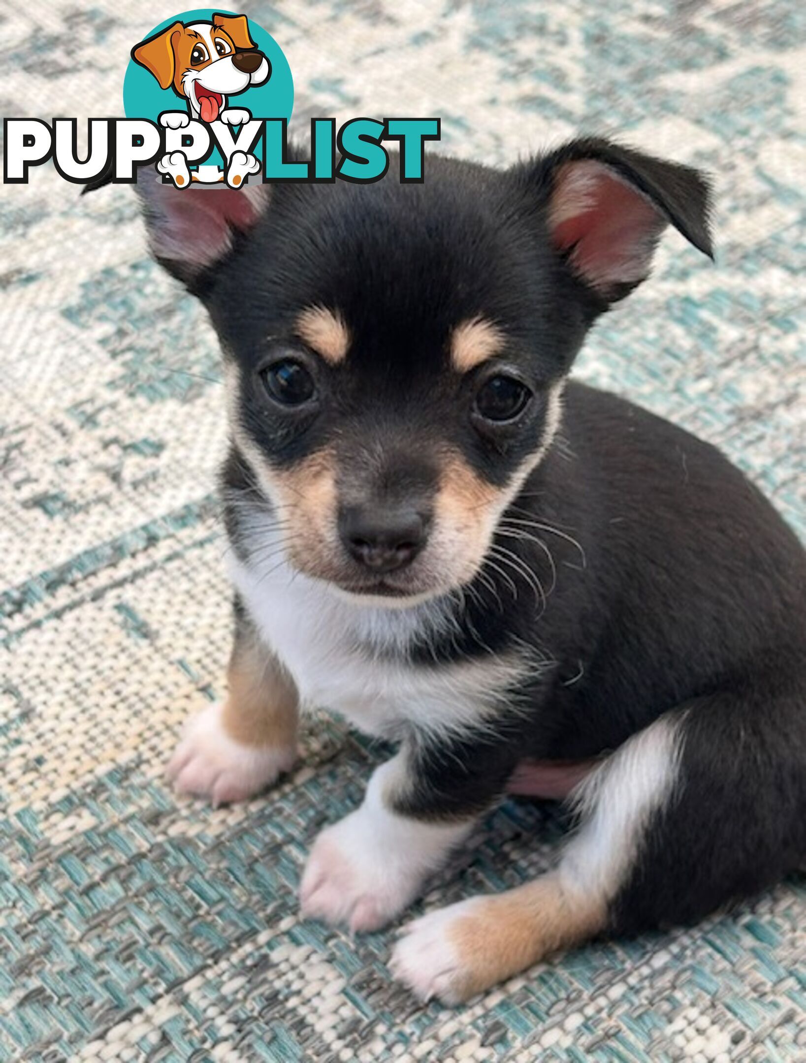 Beautiful purebred chihuahua puppies