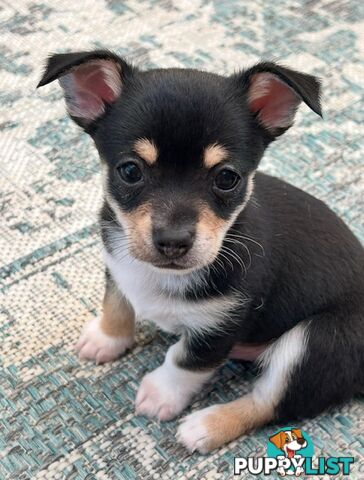 Beautiful purebred chihuahua puppies