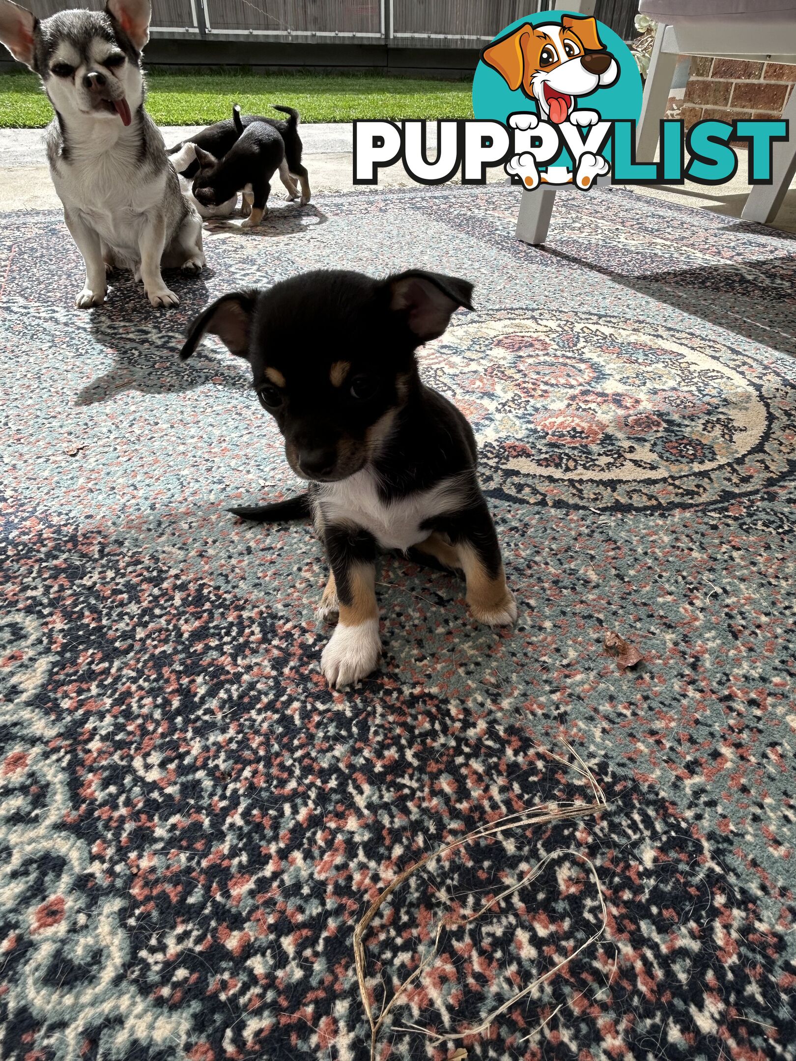 Beautiful purebred chihuahua puppies