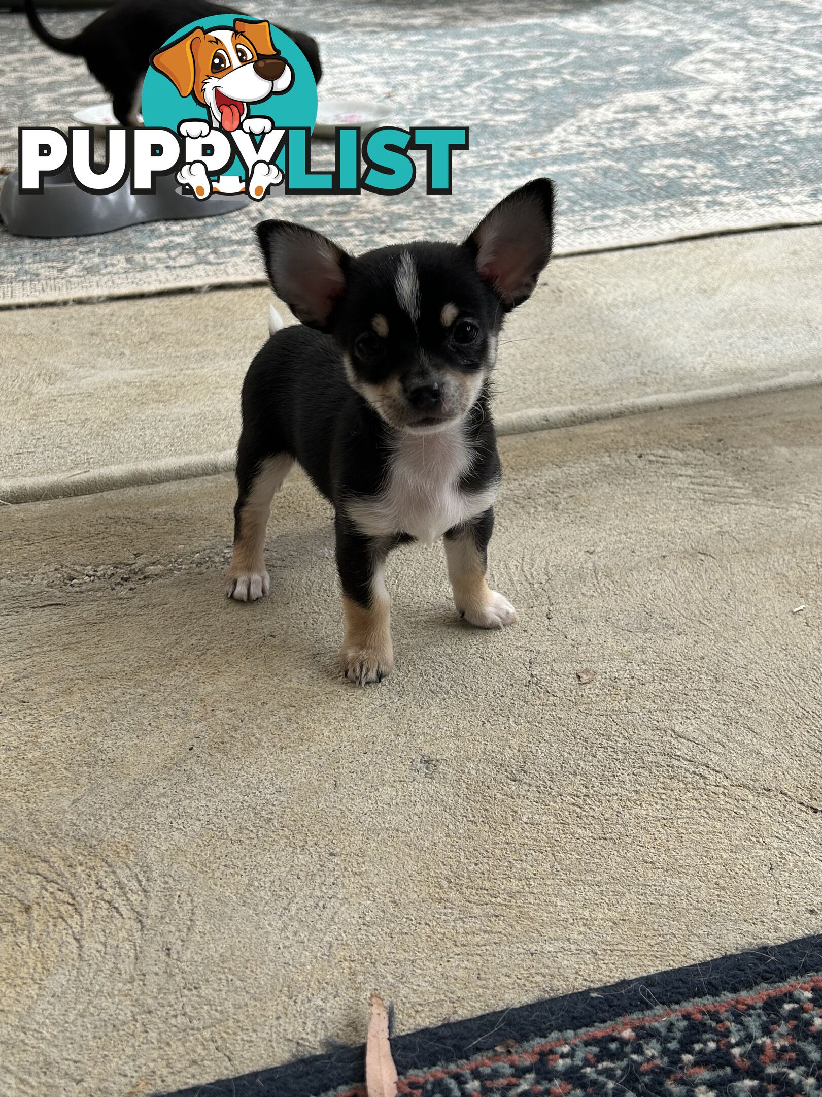 Beautiful purebred chihuahua puppies