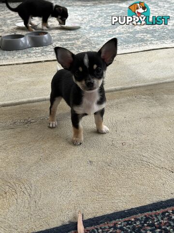 Beautiful purebred chihuahua puppies