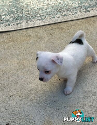 Beautiful purebred chihuahua puppies