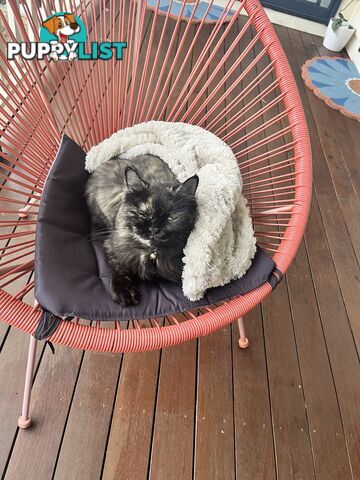 Minxy meow meow