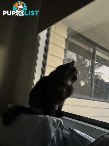 Minxy meow meow