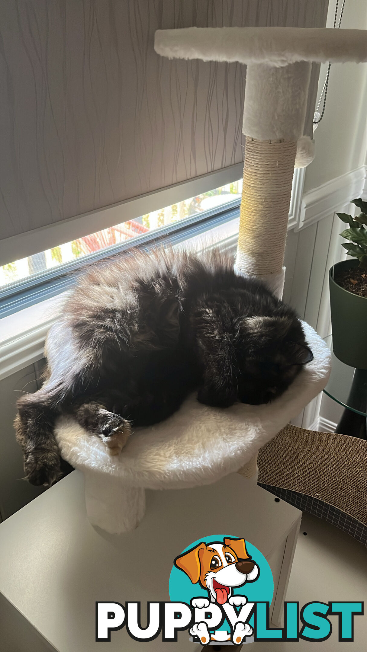 Minxy meow meow