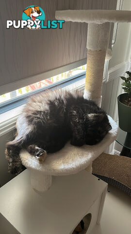 Minxy meow meow