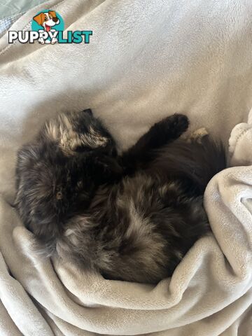 Minxy meow meow