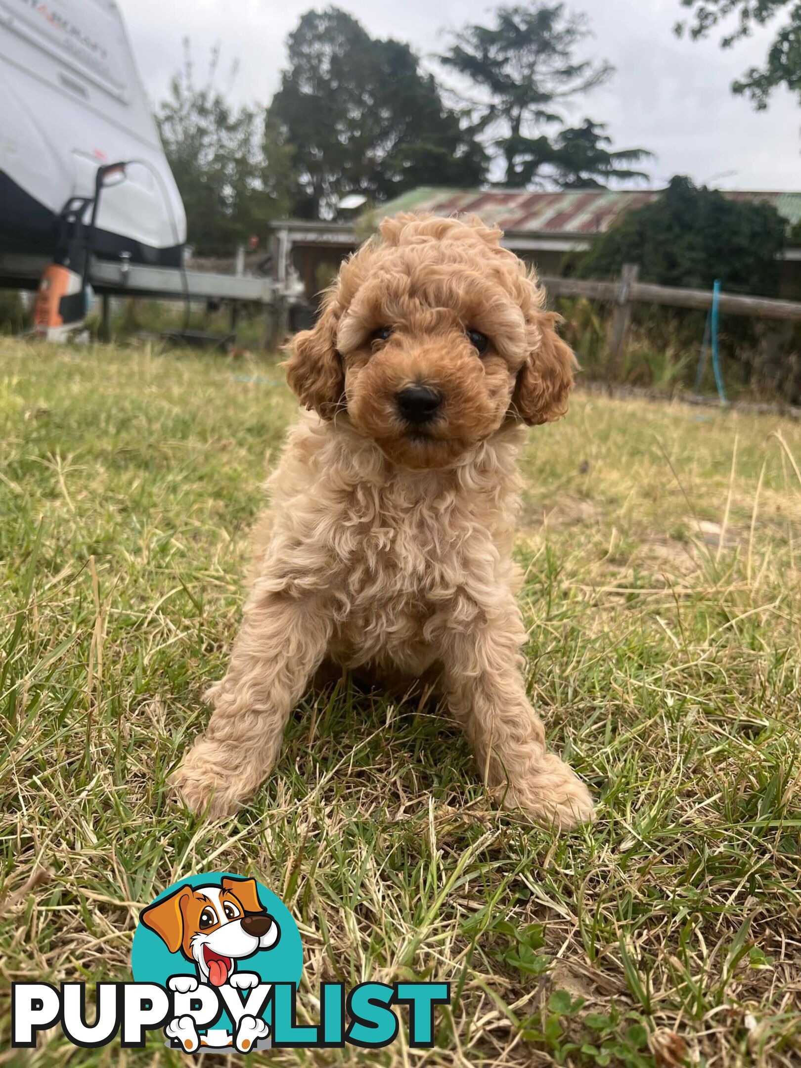 Purebred Toy Poodle Puppies 4 sale