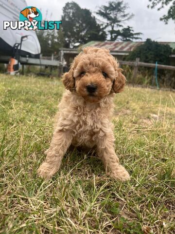 Purebred Toy Poodle Puppies 4 sale