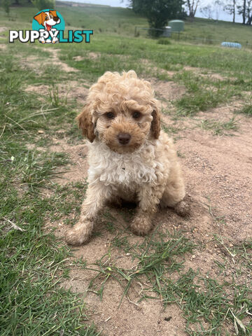 Purebred Toy Poodle Puppies 4 sale