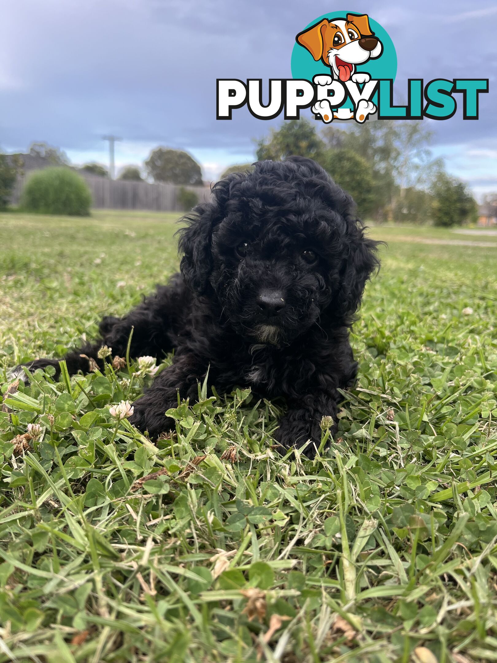 Purebred Toy Poodle Puppies 4 sale