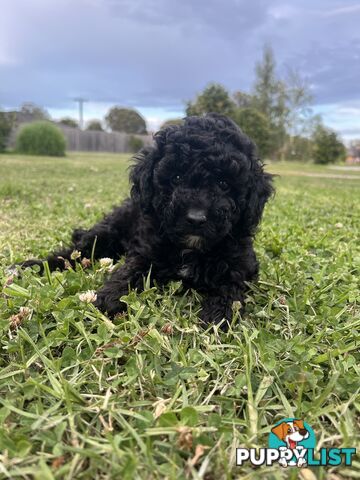 Purebred Toy Poodle Puppies 4 sale