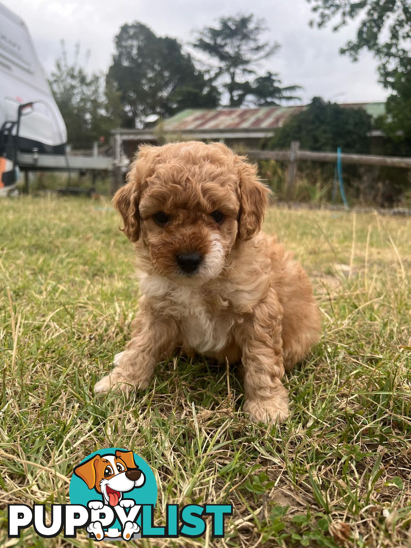 Purebred Toy Poodle Puppies 4 sale