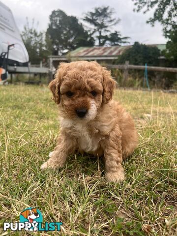 Purebred Toy Poodle Puppies 4 sale