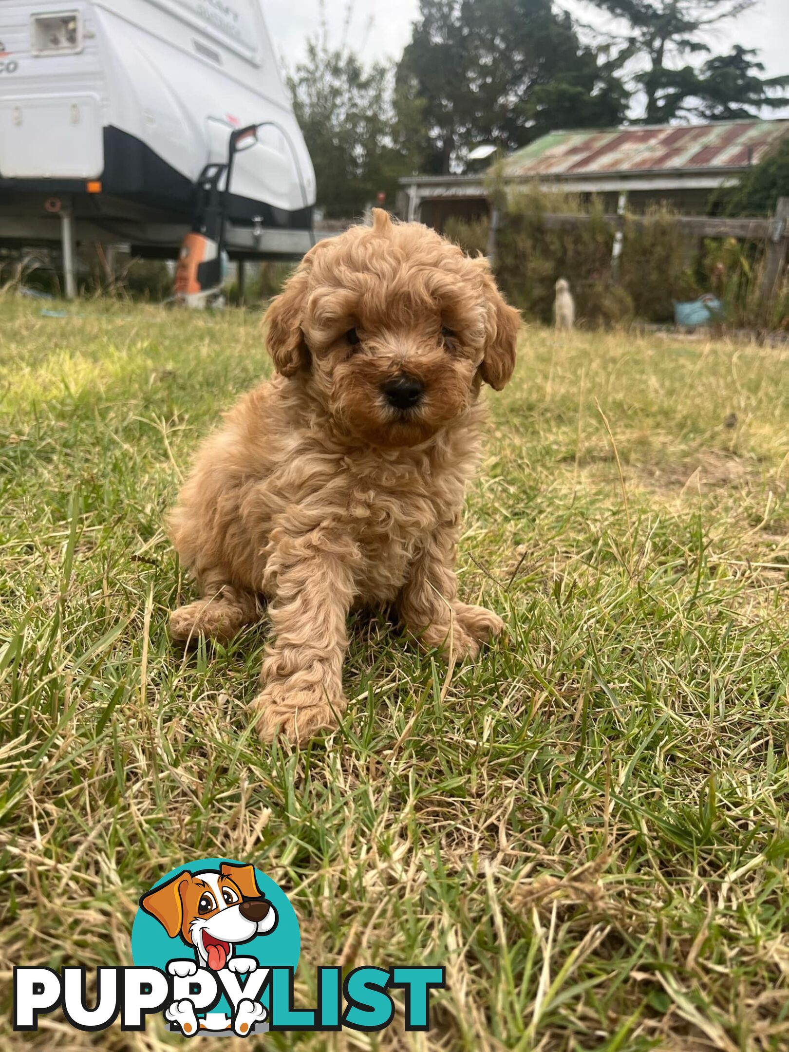 Purebred Toy Poodle Puppies 4 sale