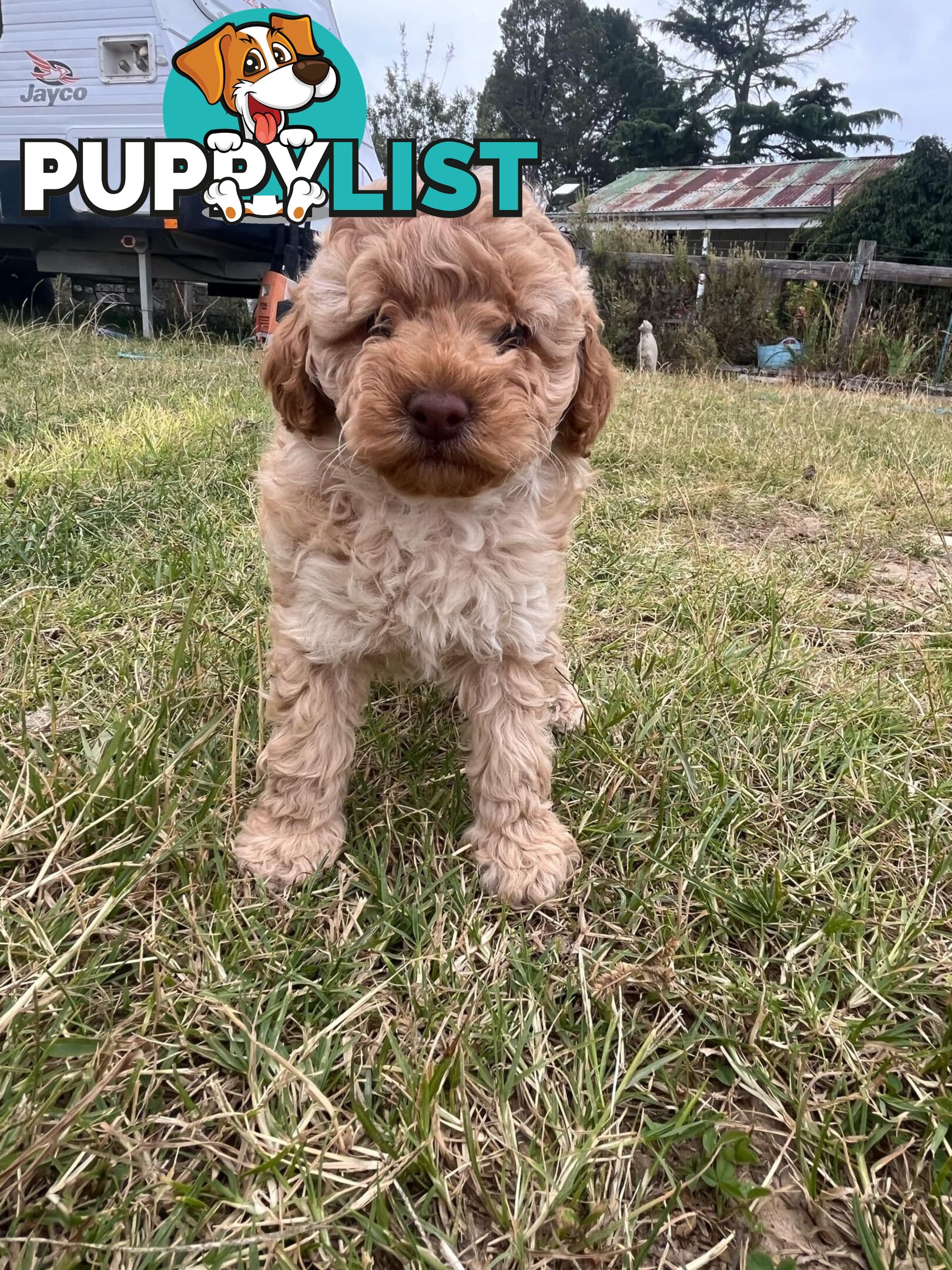 Purebred Toy Poodle Puppies 4 sale