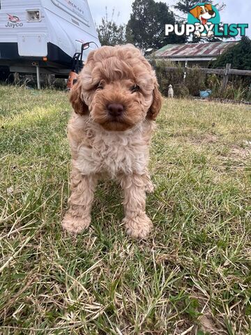 Purebred Toy Poodle Puppies 4 sale