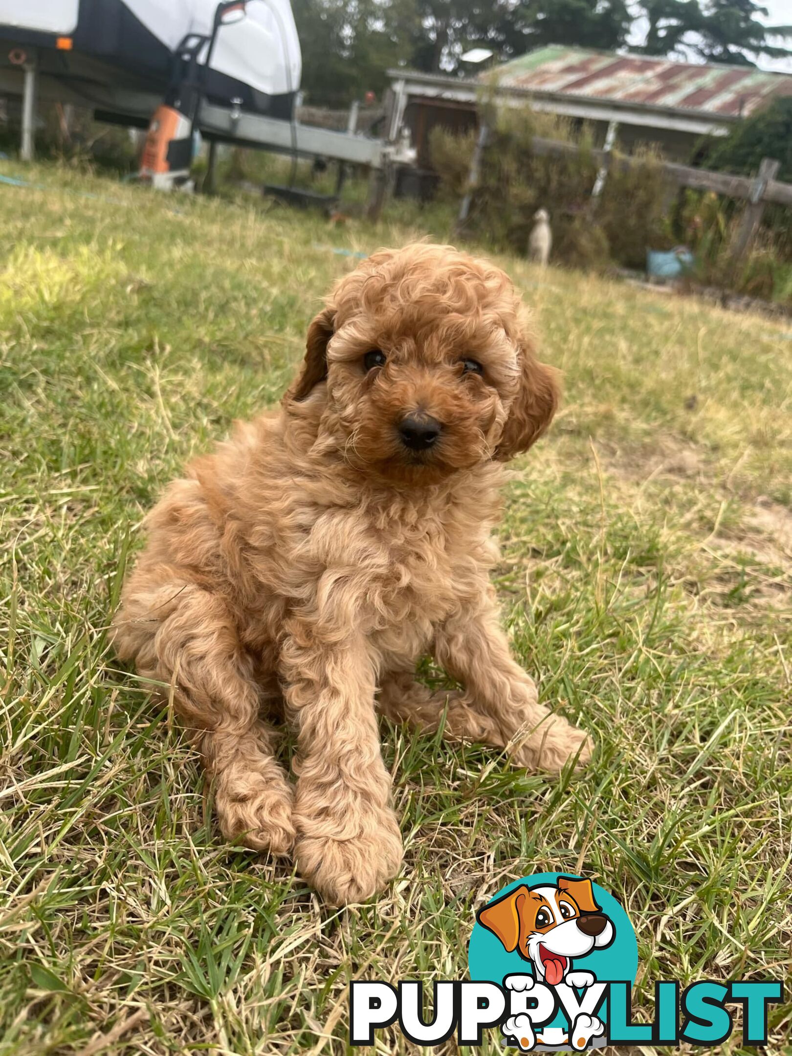 Purebred Toy Poodle Puppies 4 sale