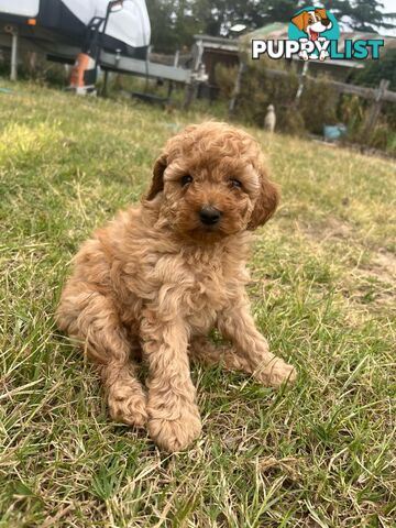 Purebred Toy Poodle Puppies 4 sale