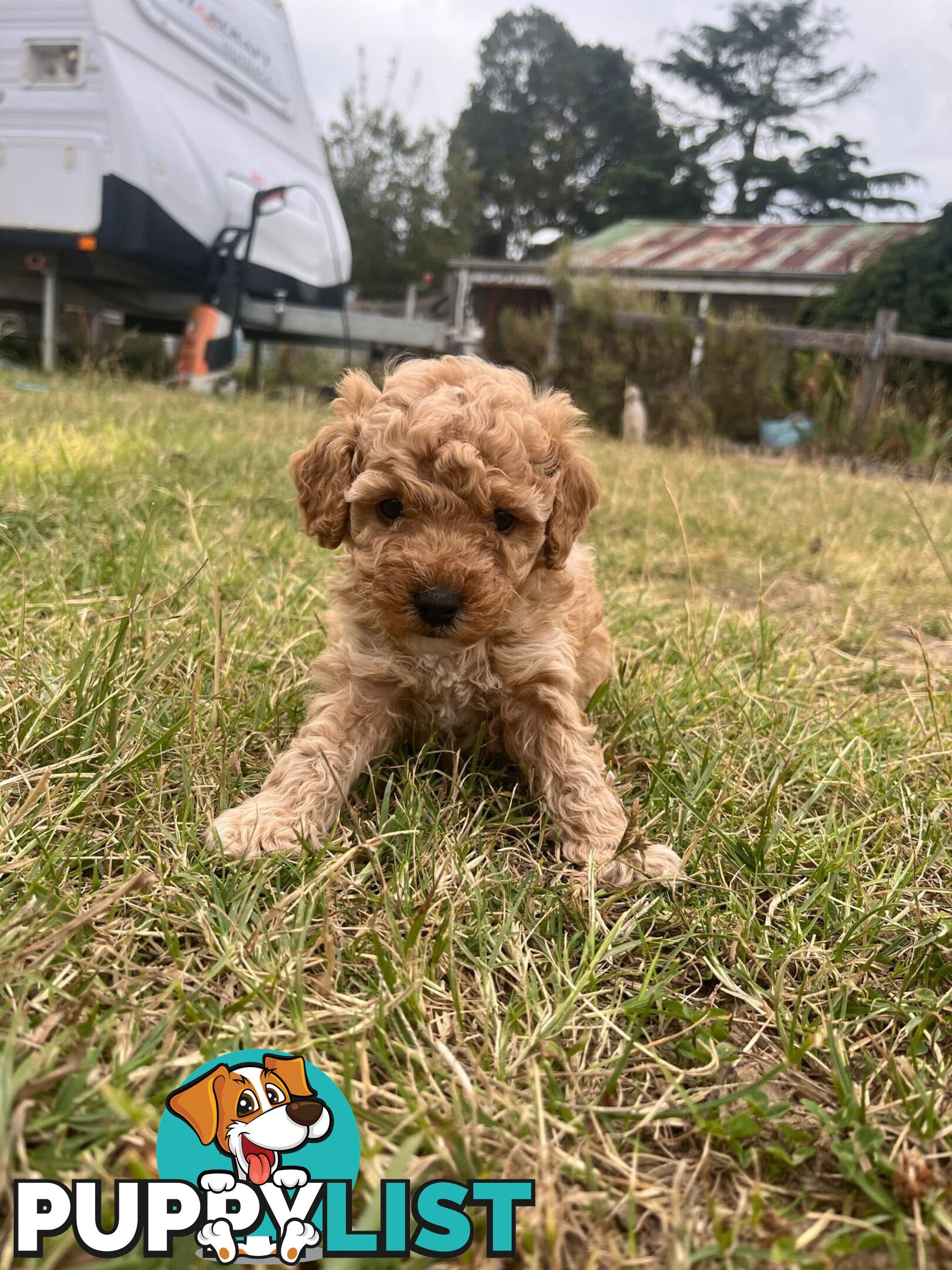 Purebred Toy Poodle Puppies 4 sale