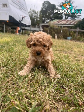 Purebred Toy Poodle Puppies 4 sale