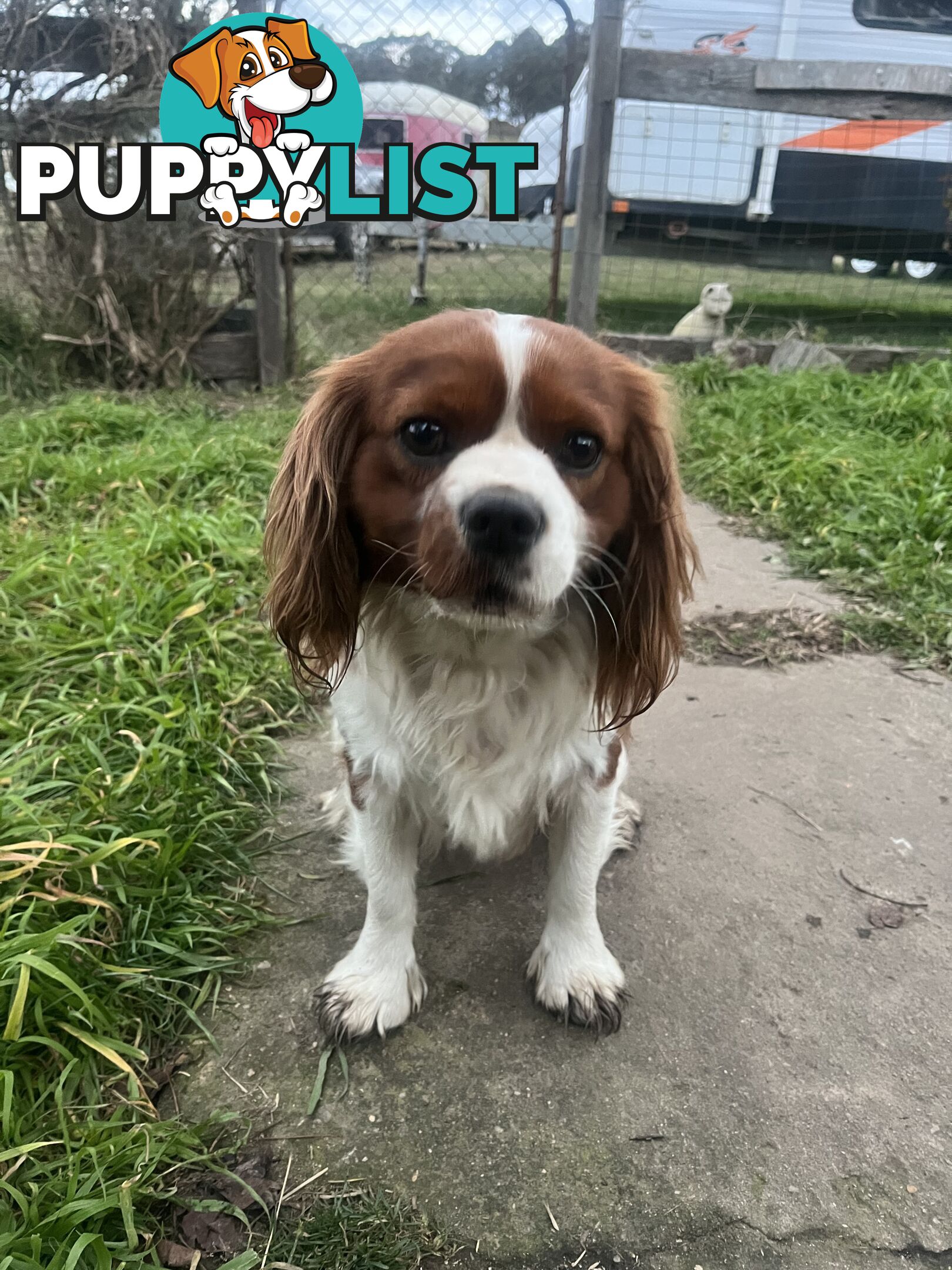 Purebred King Charles Cavalier Puppies