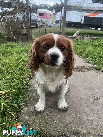 Purebred King Charles Cavalier Puppies